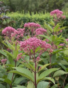 Eupatorium maculatum Atropurpureum – Eupatoire maculée pourpre - Fleurs