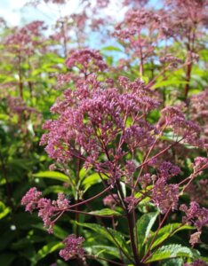 Eupatorium maculatum Atropurpureum – Eupatoire maculée pourpre - Vue d'ensemble