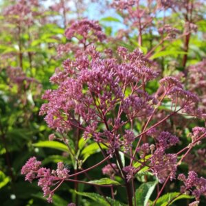 Eupatorium maculatum Atropurpureum – Eupatoire maculée pourpre - Vue d'ensemble