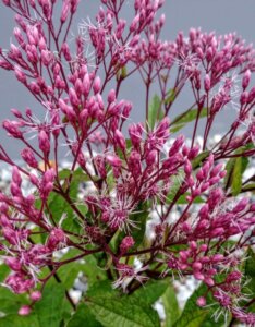 Eupatorium purpureum – Eupatoire pourpre de Virginie - Fleur en gros plan