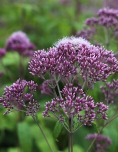 Eupatorium purpureum – Eupatoire pourpre de Virginie - Fleur en gros plan