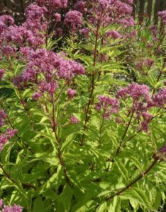 Eupatorium purpureum – Eupatoire pourpre de Virginie - Vue d'ensemble