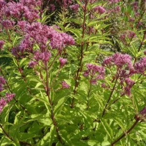 Eupatorium purpureum – Eupatoire pourpre de Virginie - Vue d'ensemble