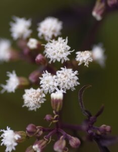 Eupatorium rugosum Chocolate – Eupatoire rugueuse - Fleurs