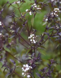Eupatorium rugosum Chocolate – Eupatoire rugueuse - Fleur