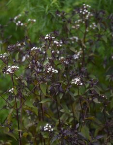 Eupatorium rugosum Chocolate – Eupatoire rugueuse - Vue d'ensemble