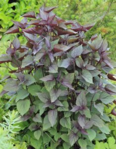 Eupatorium rugosum Chocolate – Eupatoire rugueuse - Feuillage