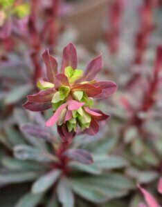 Euphorbia amygdaloides Purpurea – Euphorbe des bois pourpre - Fleur en gros plan