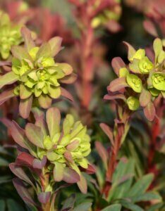 Euphorbia amygdaloides Purpurea – Euphorbe des bois pourpre - Fleurs