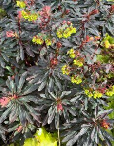 Euphorbia amygdaloides Purpurea – Euphorbe des bois pourpre - Vue d'ensemble