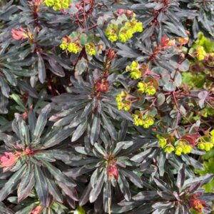 Euphorbia amygdaloides Purpurea – Euphorbe des bois pourpre - Vue d'ensemble
