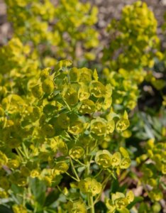 Euphorbia amygdaloides Robbiae – Euphorbe des bois - Fleurs