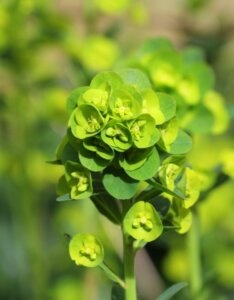 Euphorbia amygdaloides Robbiae – Euphorbe des bois - Fleur en gros plan
