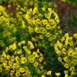 Euphorbia amygdaloides Robbiae – Euphorbe des bois - Vue d'ensemble