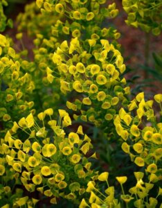 Euphorbia amygdaloides Robbiae – Euphorbe des bois - Vue d'ensemble