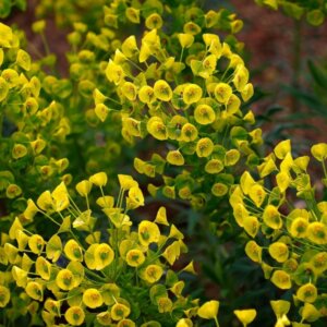 Euphorbia amygdaloides Robbiae – Euphorbe des bois - Vue d'ensemble