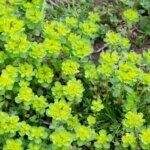Euphorbia amygdaloides – Euphorbe des bois - Vue d'ensemble