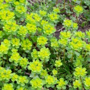 Euphorbia amygdaloides – Euphorbe des bois - Vue d'ensemble