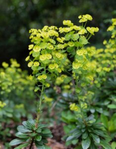 Euphorbia amygdaloides – Euphorbe des bois - Fleurs