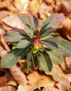 Euphorbia amygdaloides – Euphorbe des bois - Feuillage en gros plan