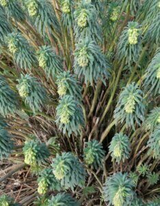 Euphorbia characias – Euphorbe characias - Feuillage