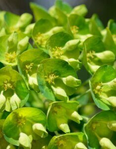 Euphorbia characias wulfenii – Euphorbe characias - Fleurs en gros plan