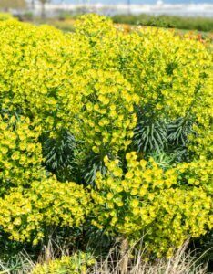 Euphorbia characias wulfenii – Euphorbe characias - Fleurs