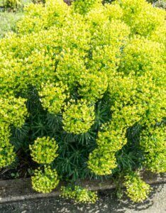Euphorbia characias wulfenii – Euphorbe characias - Vue d'ensemble