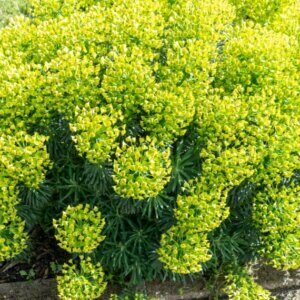 Euphorbia characias wulfenii – Euphorbe characias - Vue d'ensemble