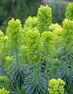 Euphorbia characias – Euphorbe characias - Fleurs