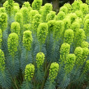 Euphorbia characias – Euphorbe characias - Vue d'ensemble