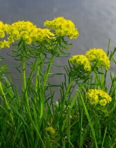 Euphorbia cyparissias – Euphorbe petit cyprès - Fleurs