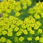 Euphorbia cyparissias – Euphorbe petit cyprès - Fleurs