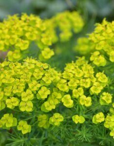 Euphorbia cyparissias – Euphorbe petit cyprès - Fleurs