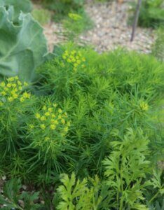 Euphorbia cyparissias – Euphorbe petit cyprès - Feuillage