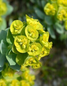 Euphorbia myrsinites – Euphorbe de Corse / Euphorbe myrte - Fleur en gros plan