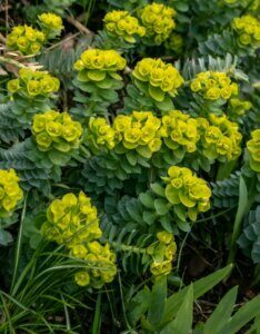 Euphorbia myrsinites – Euphorbe de Corse / Euphorbe myrte - Fleurs