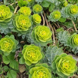 Euphorbia myrsinites – Euphorbe de Corse / Euphorbe myrte - Vue d'ensemble