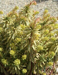 Euphorbia x martinii Ascot Rainbow – Euphorbe - Vue d'ensemble