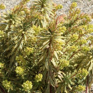 Euphorbia x martinii Ascot Rainbow – Euphorbe - Vue d'ensemble