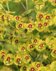 Euphorbia x martinii Ascot Rainbow – Euphorbe - Fleurs