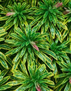 Euphorbia x martinii Ascot Rainbow – Euphorbe - Feuillage