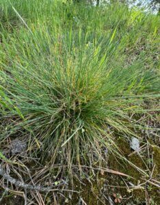 Festuca amethystina – Fétuque améthyste - Feuillage