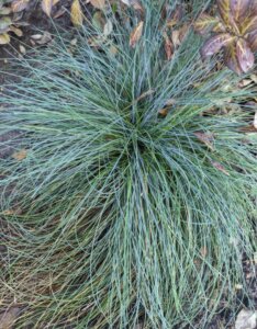 Festuca amethystina – Fétuque améthyste - Feuillage en gros plan