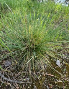 Festuca amethystina – Fétuque améthyste - Feuillage