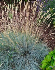 Festuca amethystina – Fétuque améthyste - Vue d'ensemble