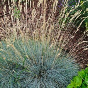 Festuca amethystina – Fétuque améthyste - Vue d'ensemble