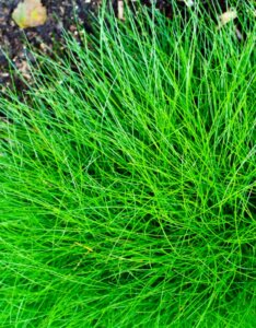 Festuca gautieri (scoparia) - Fétuque de Gautier
