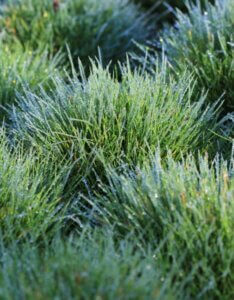 Festuca gautieri (scoparia) - Fétuque de Gautier - Massif