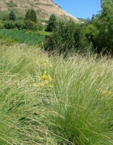Festuca mairei – Fétuque de Mairé - Feuillage
